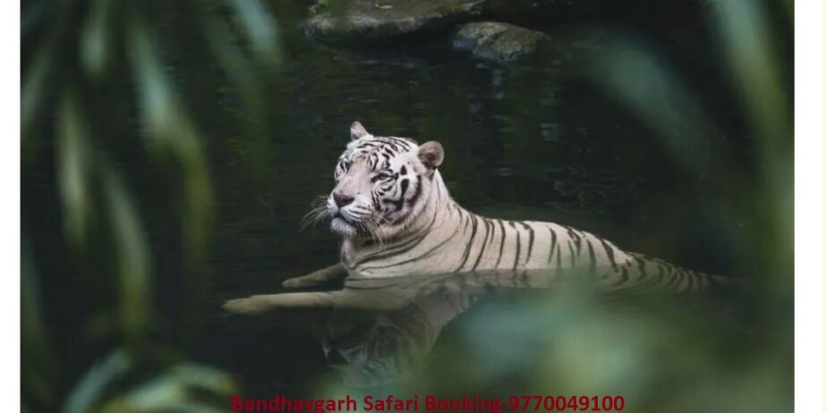 Bandhavgarh Safari Booking