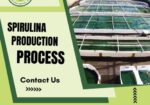 Spirulina Production Process | Step-by-Step Spirulina Cultivation