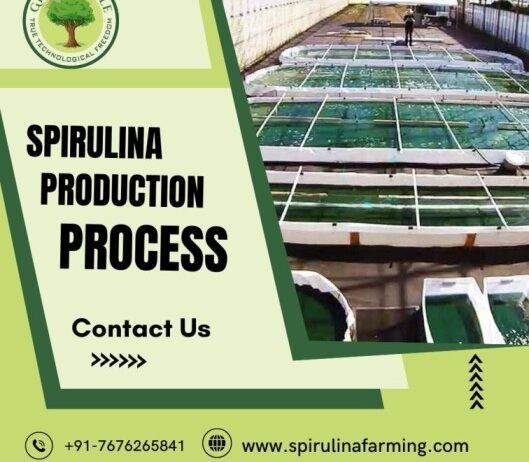 Spirulina Production Process | Step-by-Step Spirulina Cultivation